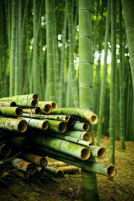 BAMBOO