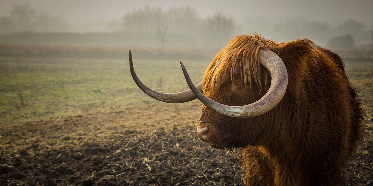 Imageslider Background1